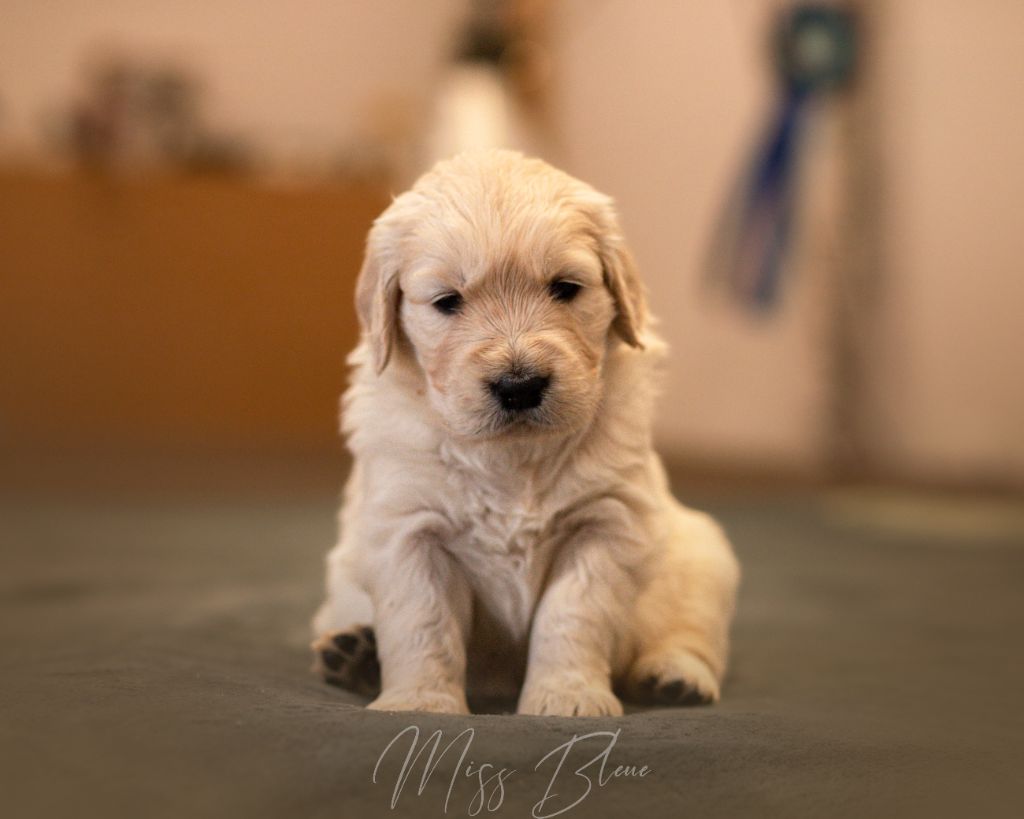 Du Domaine De Boismare - Chiot disponible  - Golden Retriever