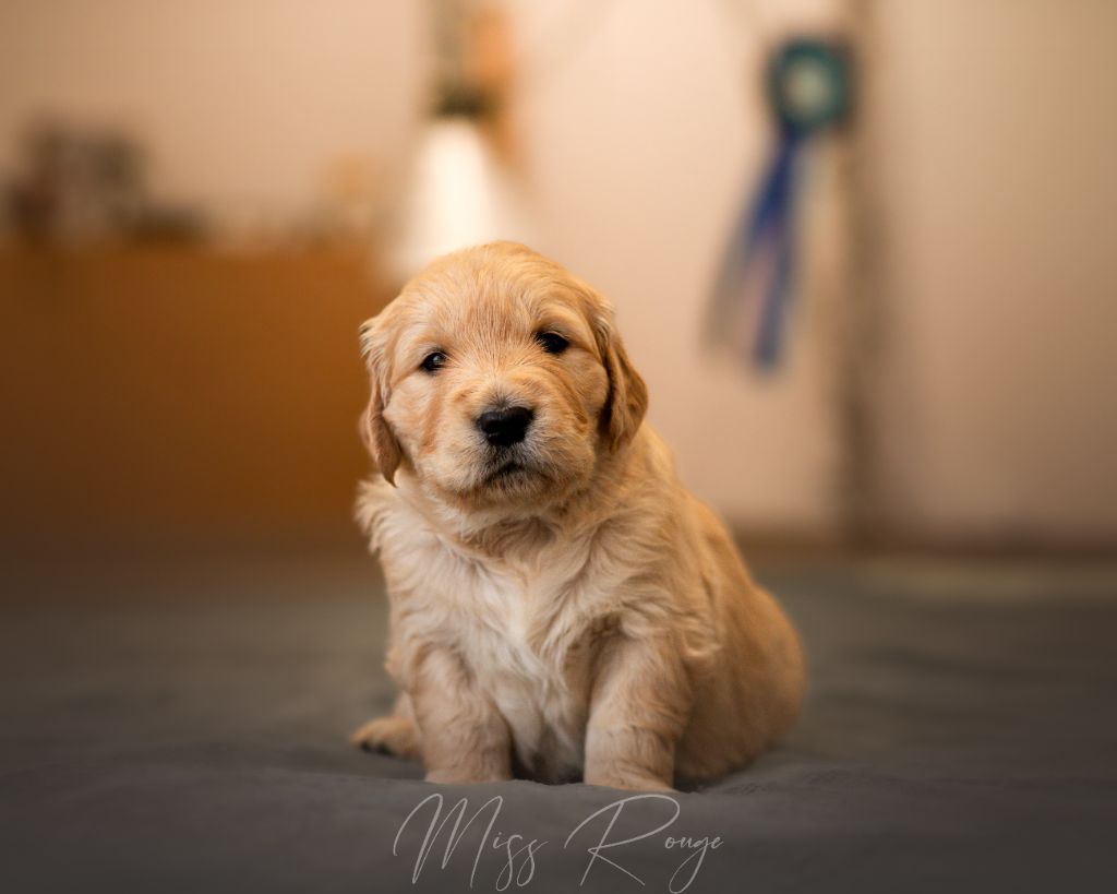 Du Domaine De Boismare - Chiot disponible  - Golden Retriever