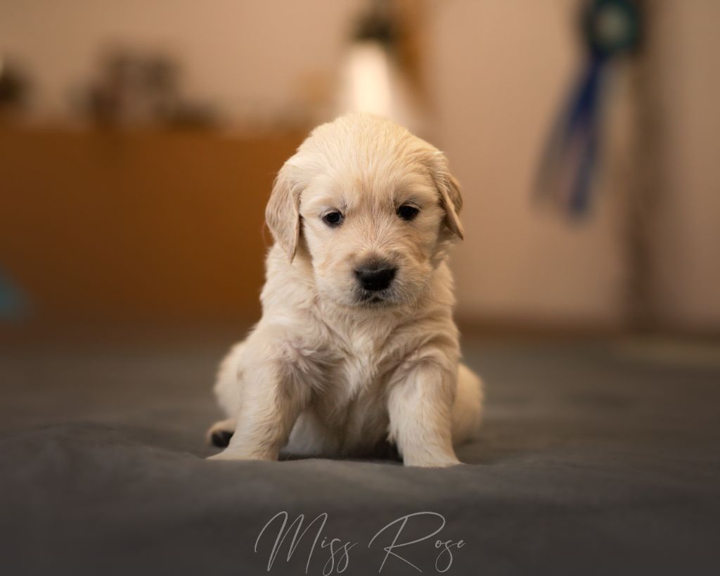 Du Domaine De Boismare - Chiot disponible  - Golden Retriever