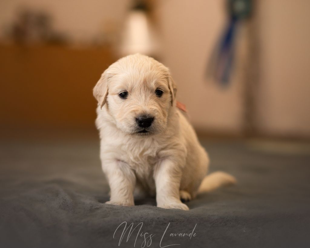 Du Domaine De Boismare - Chiot disponible  - Golden Retriever