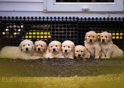 Du Domaine De Boismare - Golden Retriever - Portée née le 24/06/2023