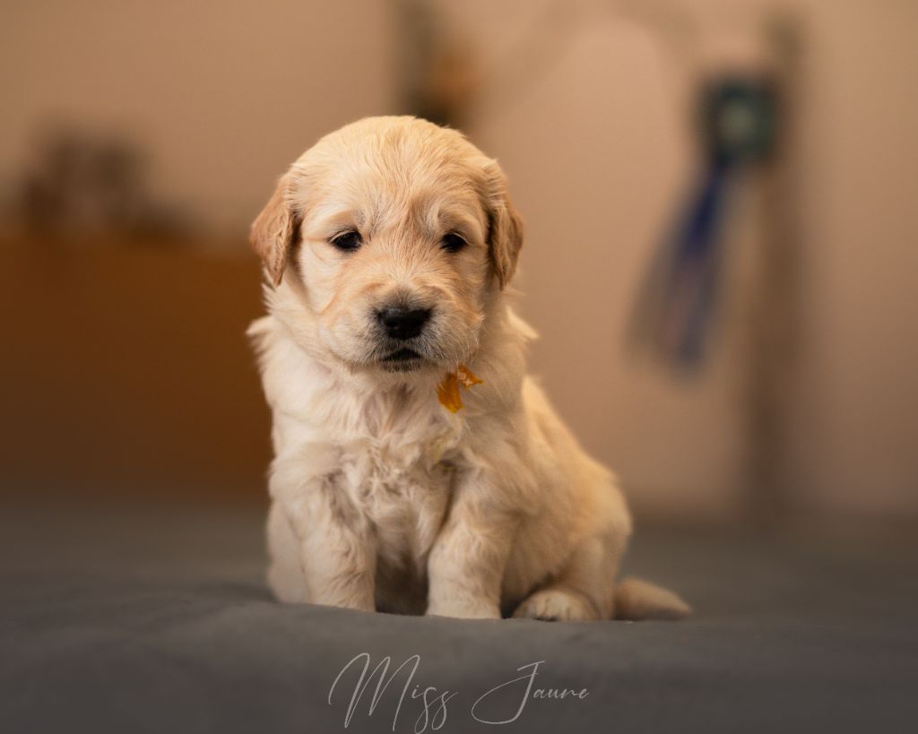 Du Domaine De Boismare - Chiot disponible  - Golden Retriever