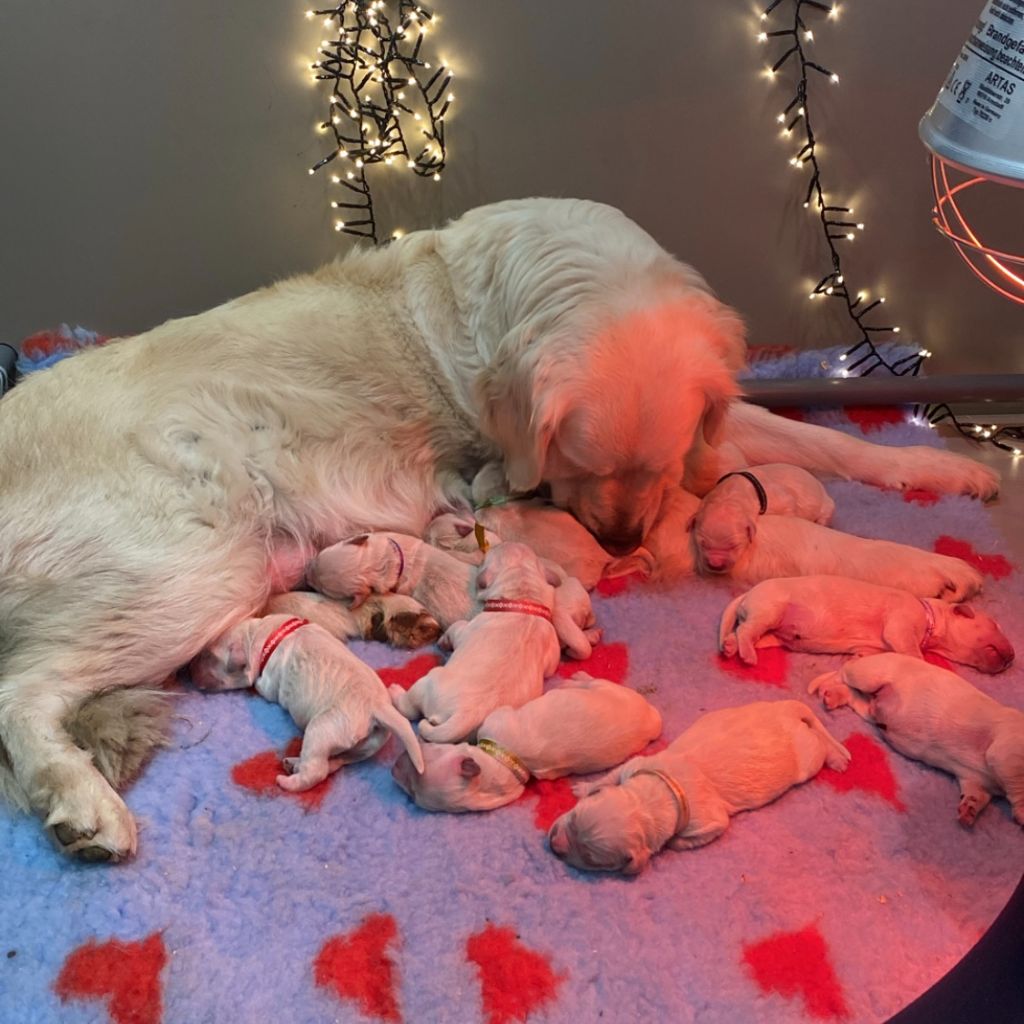 chiot Golden Retriever Du Domaine De Boismare