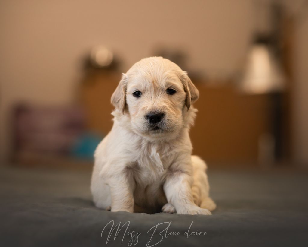 Du Domaine De Boismare - Chiot disponible  - Golden Retriever