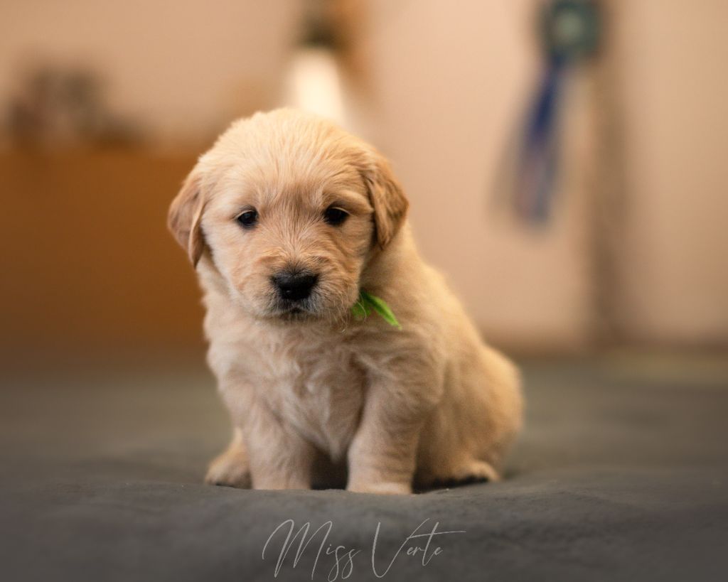 Du Domaine De Boismare - Chiot disponible  - Golden Retriever