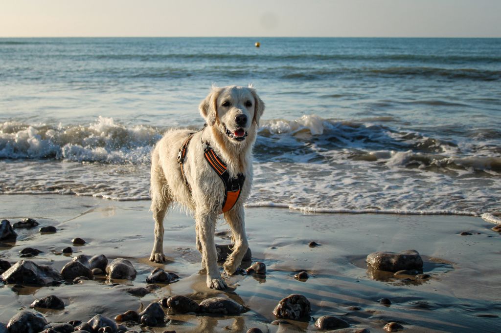Les sorties à la plage