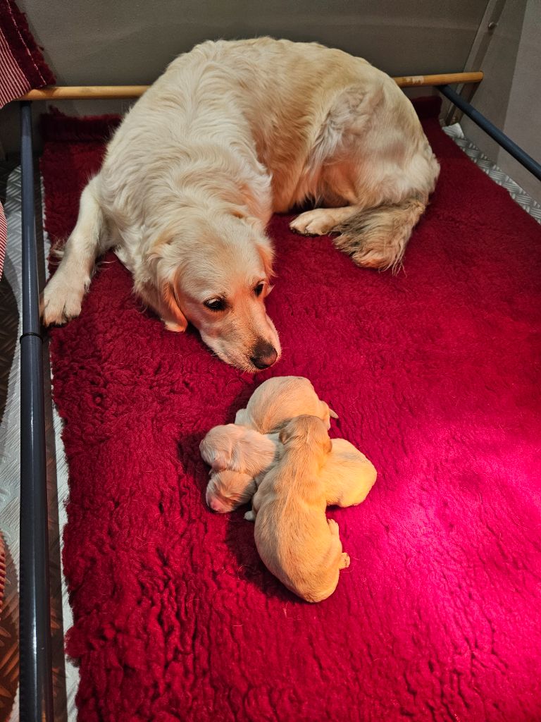 Du Domaine De Boismare - Golden Retriever - Portée née le 16/12/2024